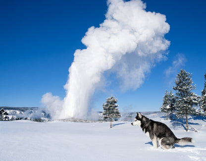 The 2027 'Dogs Pooping in Beautiful Places' Funny Wall Calendar